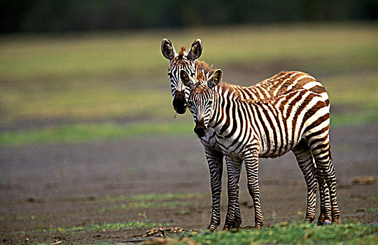 肯尼亚,纳库鲁湖国家公园,幼仔,斑马