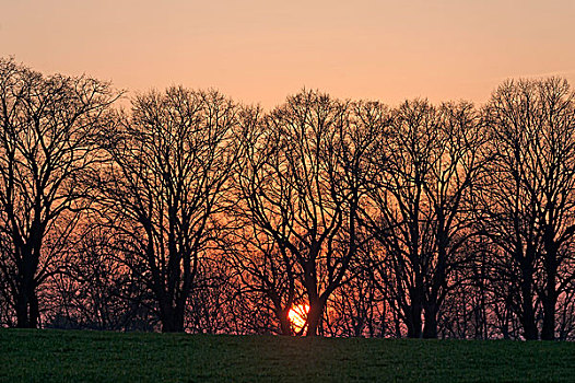 日落,后面,树,剪影,梅克伦堡前波莫瑞州,德国,欧洲