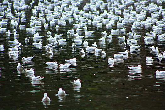 停留在湖面上的很多海鸥