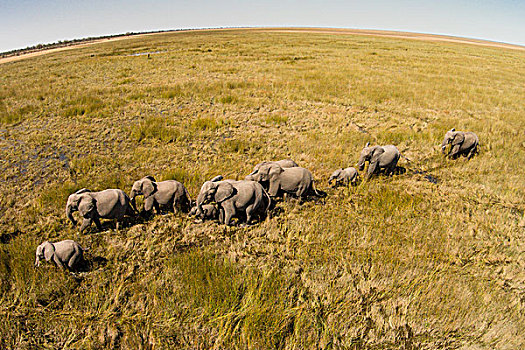 非洲,博茨瓦纳,乔贝国家公园,航拍,大象,非洲象,走,萨维提,湿地,奥卡万戈三角洲