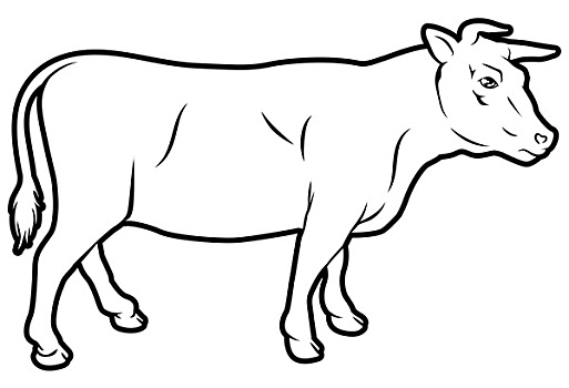 小牛的简笔画母牛图片