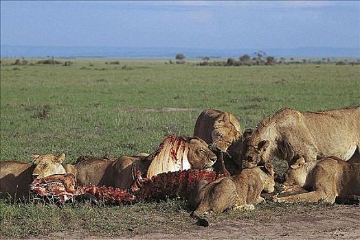 狮子,畜体,水牛,猫科动物,哺乳动物,马赛马拉,肯尼亚,非洲,动物
