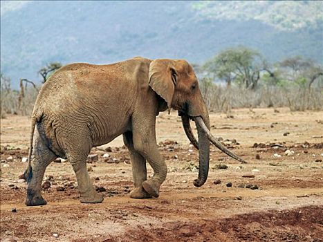老,公象,西察沃国家公园,肯尼亚