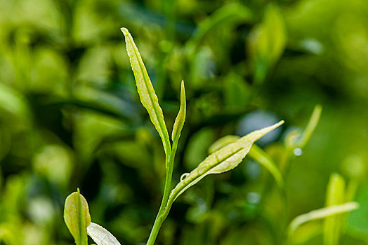 重庆天坪万亩茶叶基地茶树