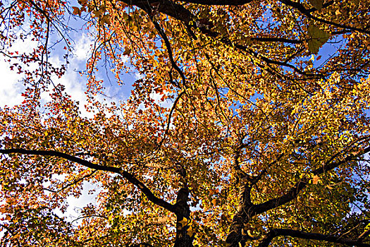 秋天的下午黄色的树叶落满地面