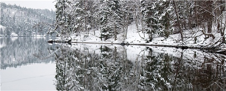雪,树,反射,湖
