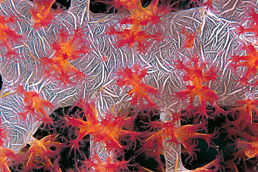 珊瑚,进食,西里伯斯海