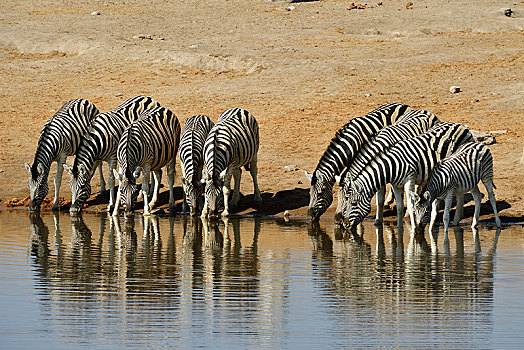 牧群,斑马,马,饮用水,水坑,国家公园,纳米比亚,非洲