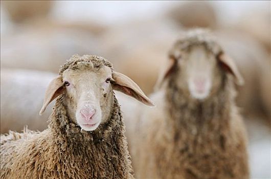 两只,羊,绵羊,成群,背景,特写