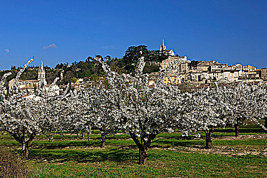 法国,普罗旺斯,沃克吕兹省,博尼约,樱桃树,开花