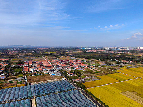 山东省日照市,蓝天白云下的金色大地,稻浪翻滚喜迎丰收年