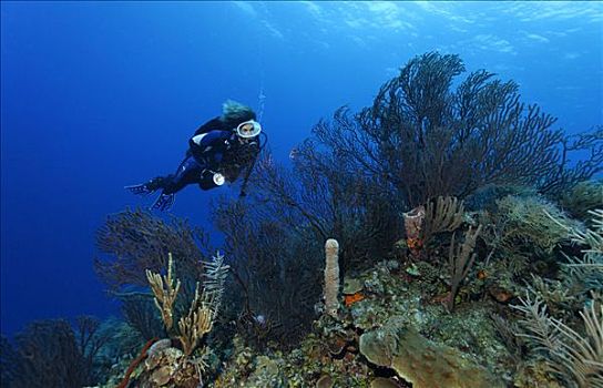 潜水员,灯,看,海扇,礁石,石台,珊瑚礁,多样,海绵,珊瑚,伯利兹,中美洲,加勒比海