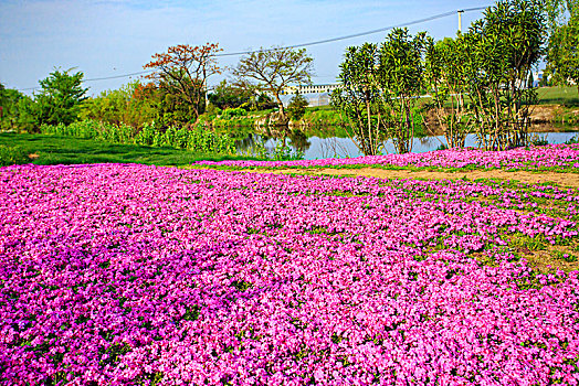 草地,花