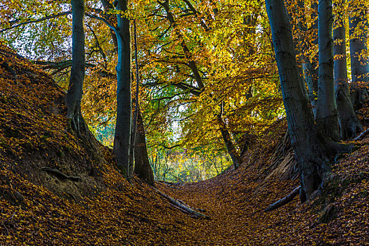 树林,道路,秋天,山毛榉,彩色,叶子