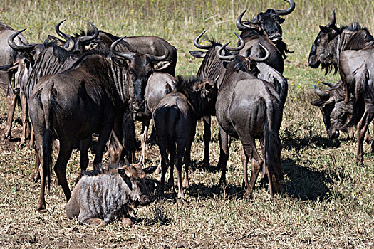 南非,德班,禁猎区,牧群,蓝角马