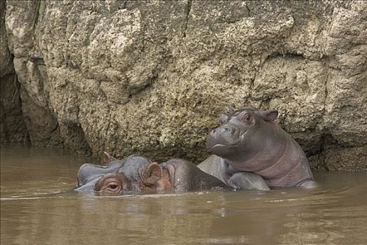 河马,两个,星期,老,幼仔,休息,母兽,河岸,马赛马拉国家保护区,肯尼亚