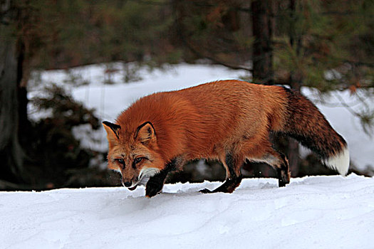 红色,狐狸,成年,觅食,雪,冬天,蒙大拿,美国
