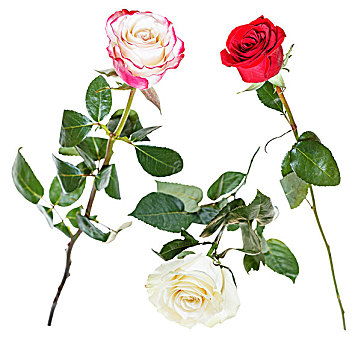 粉色,红色,白色蔷薇,花,隔绝