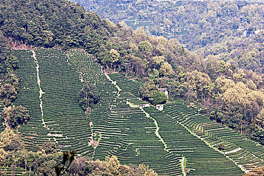 杭州老龙井景点老茶园