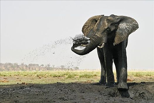 非洲象,泥,沐浴,乔贝国家公园,博茨瓦纳,非洲