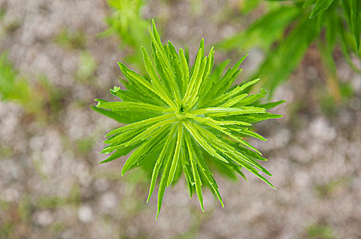 野草