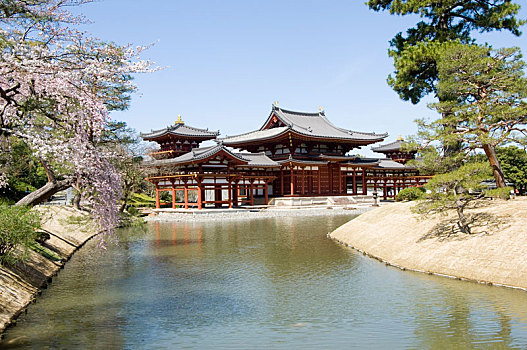 平等院,靠近,京都,日本,庙宇,早晨,阳光