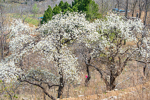济南南部山区的桃花梨花