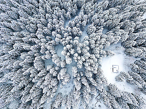 树林,冬天,航拍,恩加丁,瑞士
