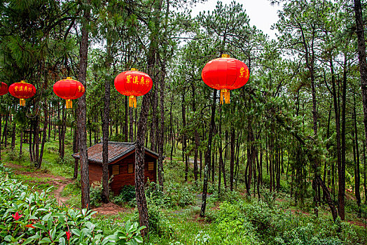 云南省楚雄州紫溪彝村村边森林里的红灯笼
