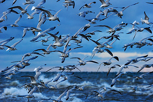 成群,环嘴鸥,飞,向上,伊利湖,皮利角,国家公园,安大略省,省,加拿大,北美