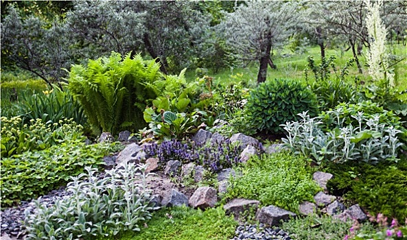 茂密植被,绿色,岩石花园