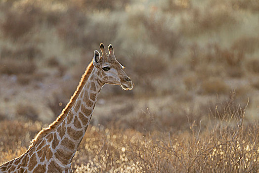 南方长颈鹿,长颈鹿,雌性,卡拉哈里沙漠,卡拉哈迪大羚羊国家公园,南非,非洲