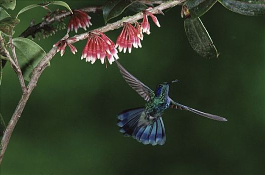 绿紫耳蜂鸟,蜂鸟,飞,靠近,花,蒙特维多云雾森林自然保护区,哥斯达黎加