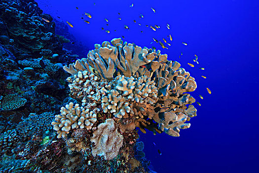 珊瑚鱼,悬空,上方,珊瑚,头部,环礁,库克群岛