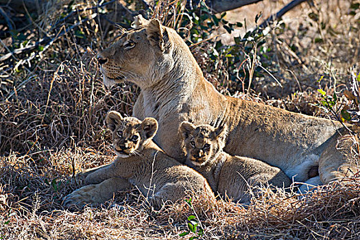 非洲狮,狮子,母亲,星期,老,幼兽,奥卡万戈三角洲,博茨瓦纳