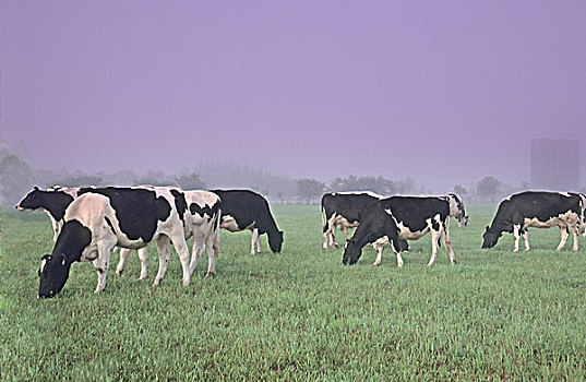 黑白花牛,奶牛,放牧,雾状,草场,萨斯喀彻温,加拿大
