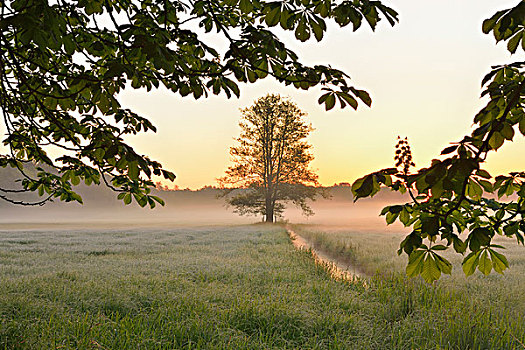 树,地点,早,亮光,自然保护区,黑森州,德国,欧洲