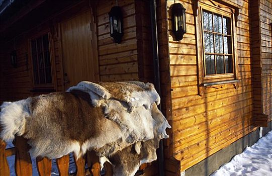 驯鹿,露台,木质,山,住宿,阿尔泰,北极圈,挪威北部