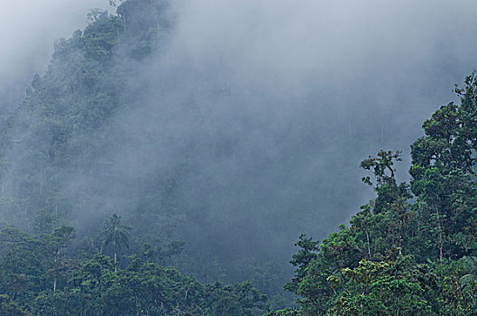 林冠层,雾,厄瓜多尔