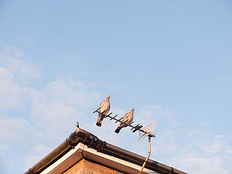 两个,野生,鸽子,休息,特写,一起,上面,房子,屋顶,电视天线