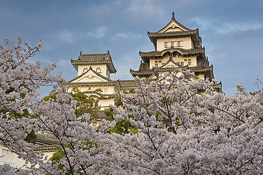 樱桃树,姬路城堡,姬路,日本