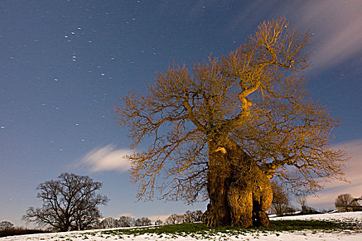 普通,橡树,古老,树,下雪,黃昏,多西特,英格兰,英国,欧洲