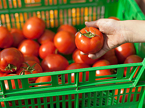 手,选择,西红柿,绿色,板条箱,农贸市场,西雅图,华盛顿