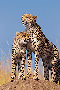 猎豹,猎豹猎豹,随着,半成长,寻找猎物,从,白蚁土墩,马赛玛拉国家保护区,肯尼亚,非洲