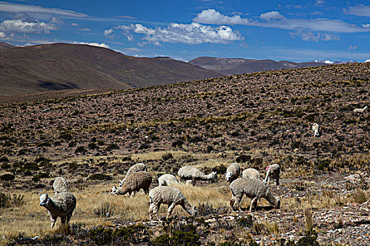 南美,秘鲁,国家级保护区,羊驼,牧群,防护,南美大草原