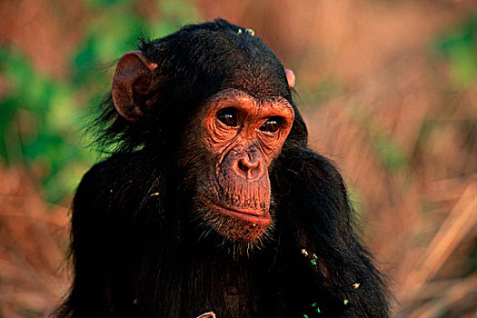 非洲,东非,坦桑尼亚,冈贝国家公园,幼仔,黑猩猩