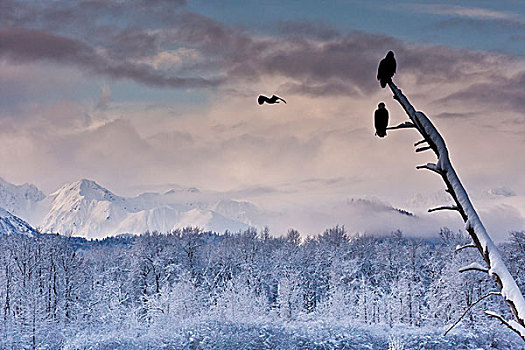 美国,阿拉斯加,契凯特白头鹰保护区,白头鹰,保存