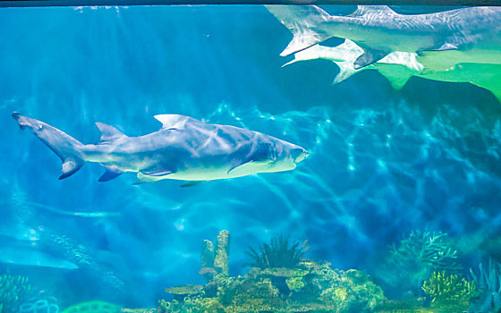 海洋公园鲨鱼水族馆