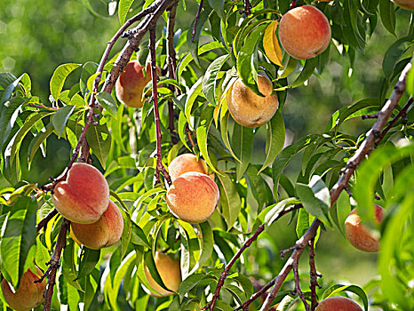 桃,树,枝条,农场,比姆斯维尔,安大略省,加拿大