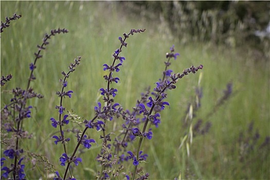 紫花,杂草,背景